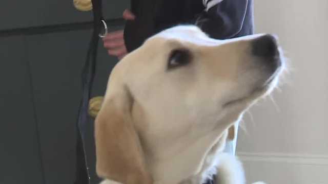 Maine boy diagnosed with Type 1 diabetes surprised with service dog donation - Vimarsana News
