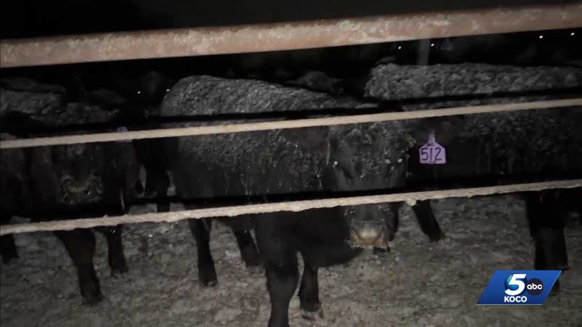 Oklahoma ranchers persevere through freezing temperatures in Garvin County