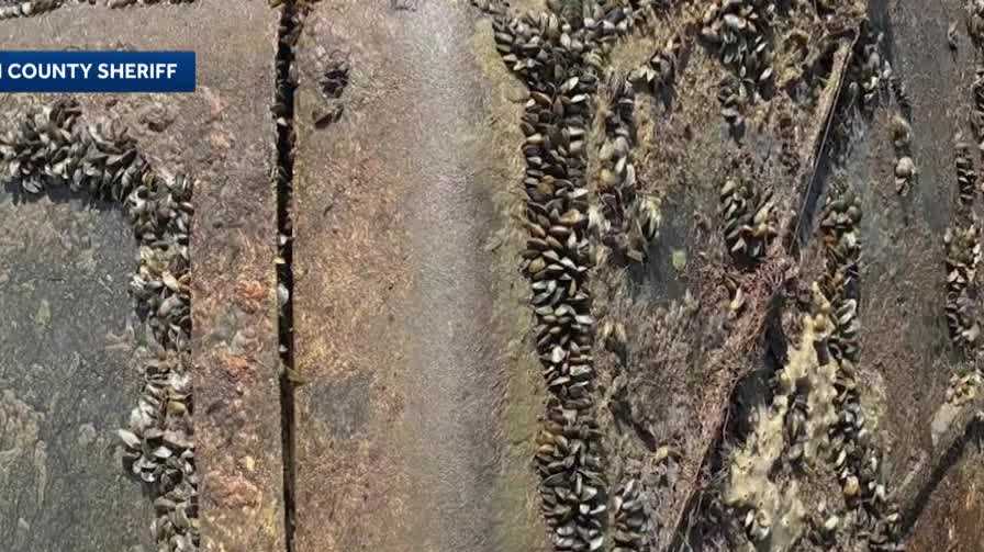 Sacramento County leaders consider emergency action on golden mussels