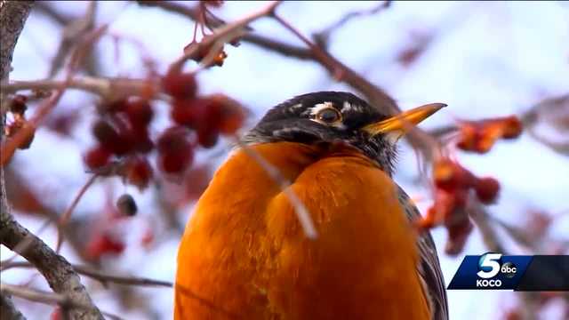 Wildlife experts concerned many birds will die because of recent Oklahoma snowstorms - Vimarsana News