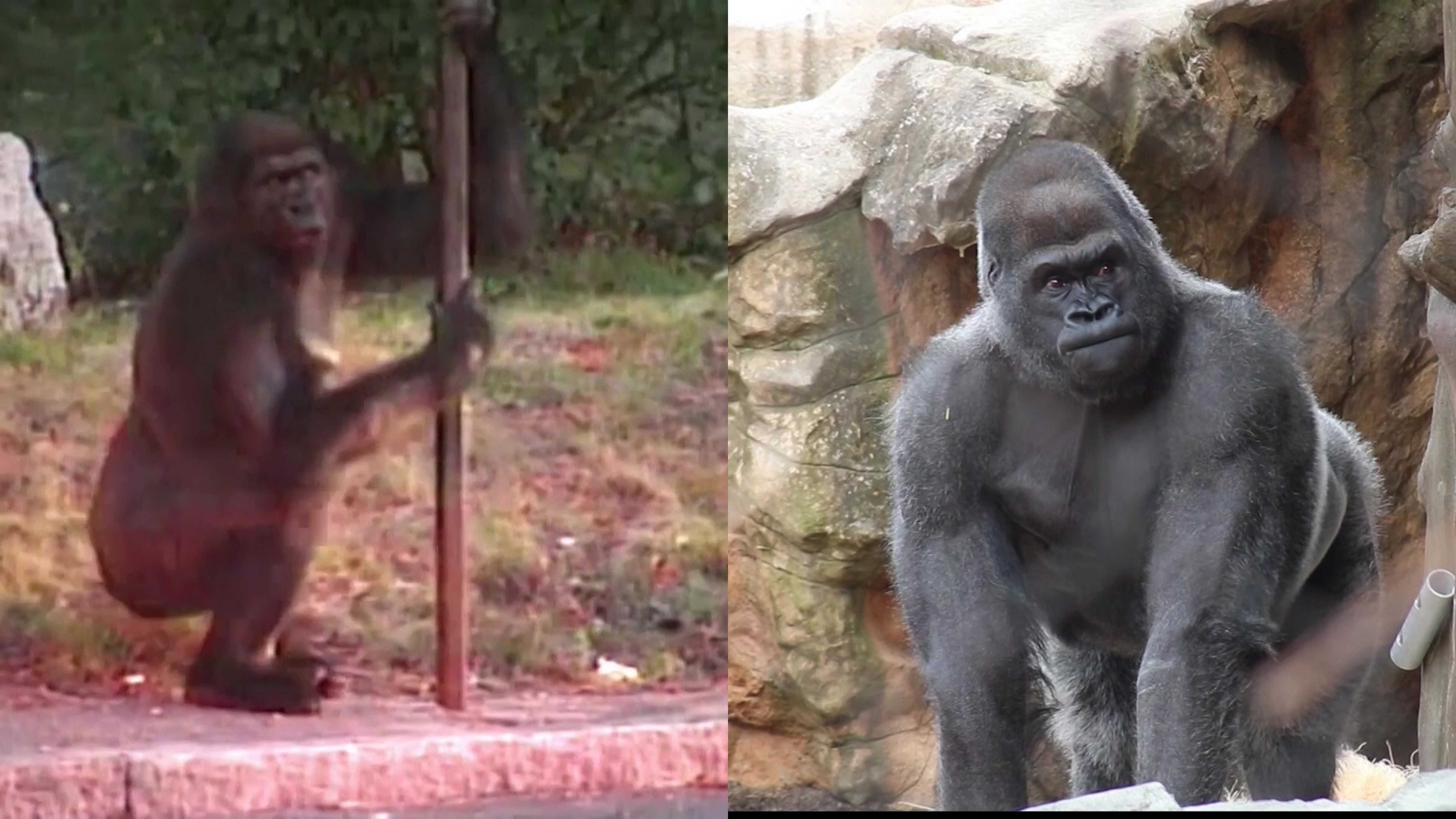 20 Years Since Gorilla Escaped From Boston's Franklin Park Zoo ...