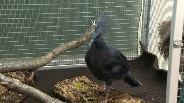 Milwaukee County Zoo's first Victoria-crowned pigeon hatches - Vimarsana News