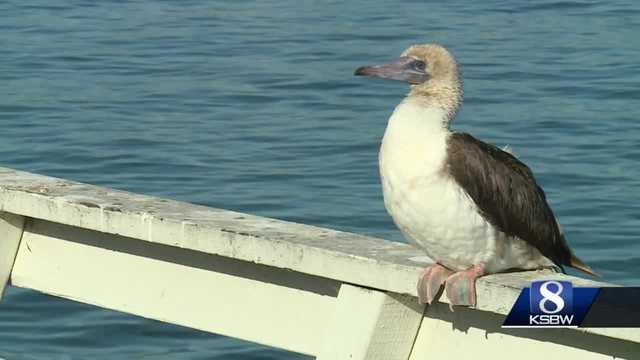Birders flock to Santa Cruz to spot rare Red Footed Booby - Vimarsana News