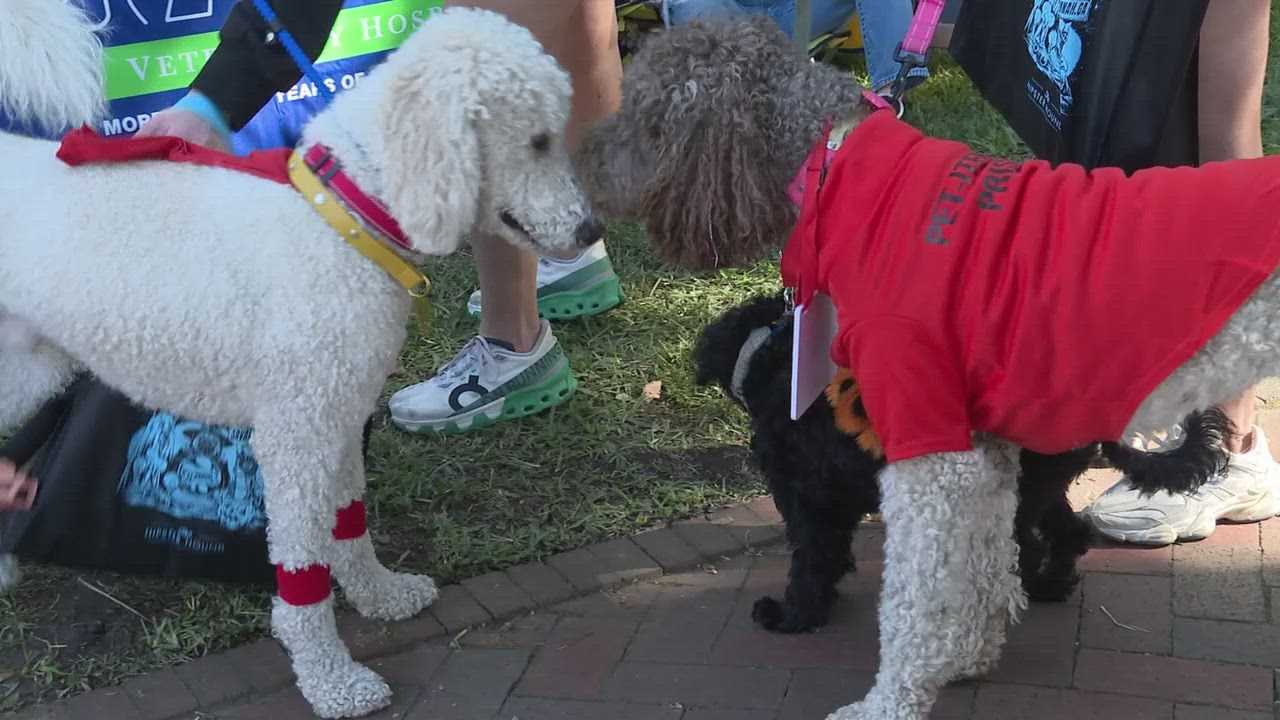 Hundreds of costumed dogs pack downtown Savannah for Wag-O-Ween