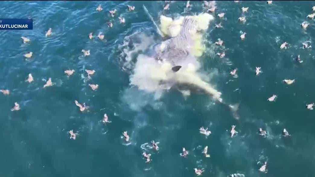 History of shark incidents in Monterey Bay spotlighted after Lovers ...