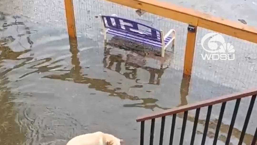 Watch two dogs in Mississippi have a blast splashing in floodwaters