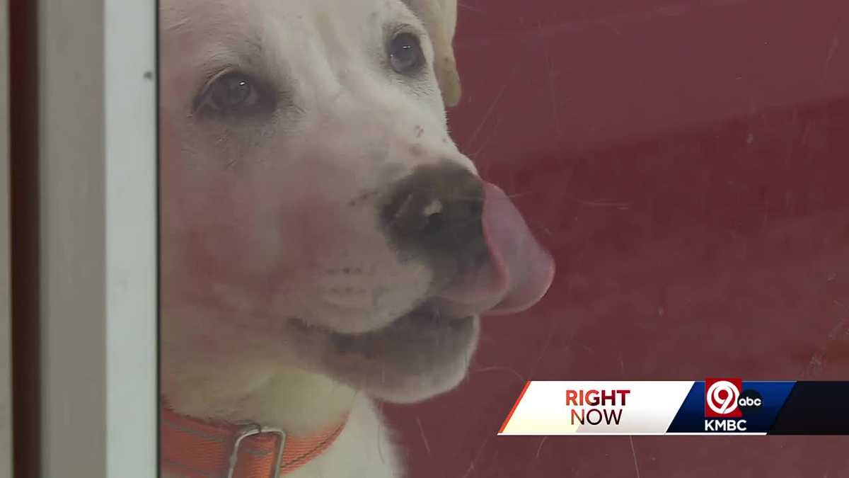 ‘Road to Vegas’ adoption special to save lives at KC Pet Project