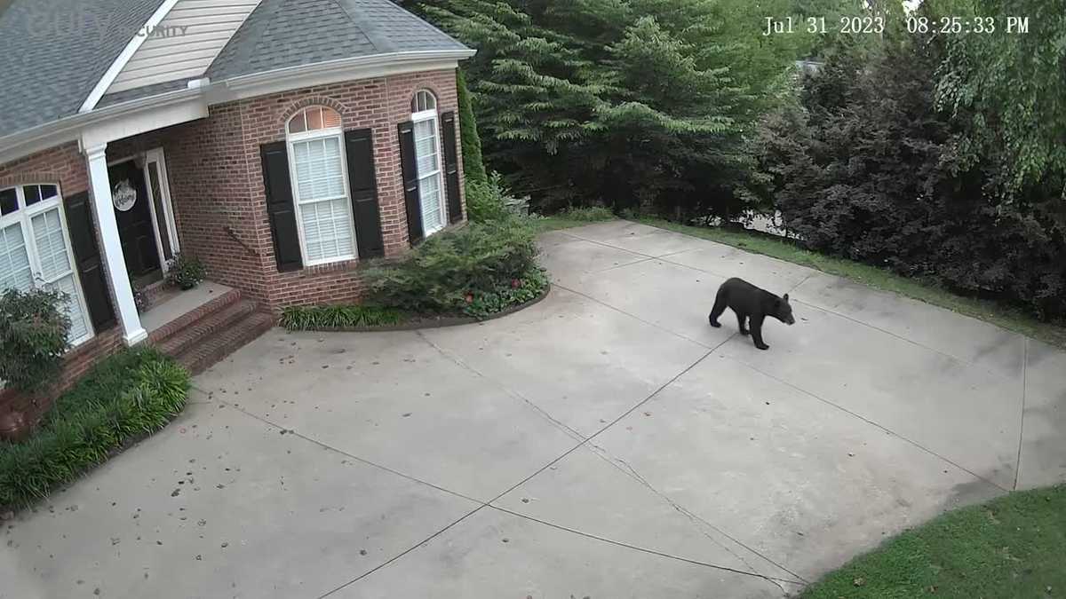 South Carolina Duncan bear video