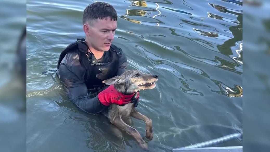 Firefighters and neighbors team up to rescue coyote pup from canal in Cape Coral