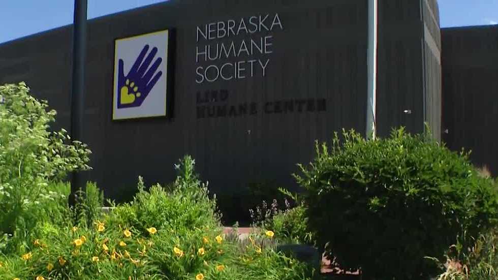 De Nebraska Humane Society identificeert infecties onder honden in het asiel