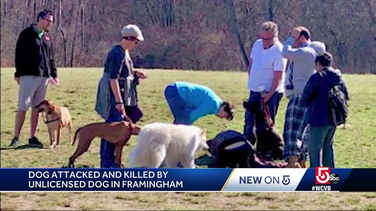 Dog attacked, killed by unlicensed dog at state park