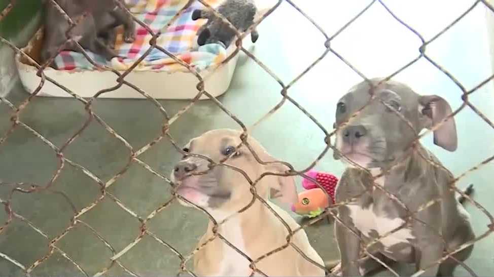 5 puppies found in Fort Pierce dumpster