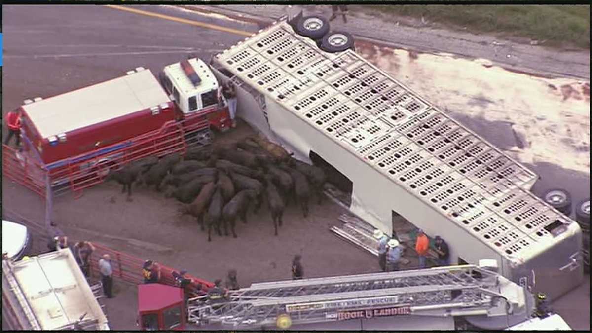 Driver ticketed after cattle truck tips over on I70