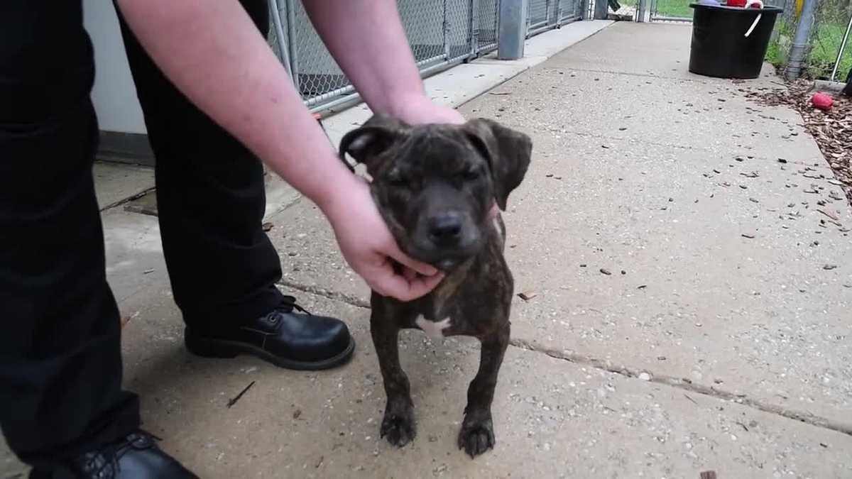 Video Abandoned puppy nursed back to health