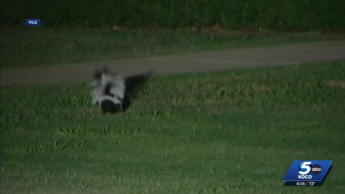 Rabid skunk found in Elk City amid growing concerns elsewhere - KOCO