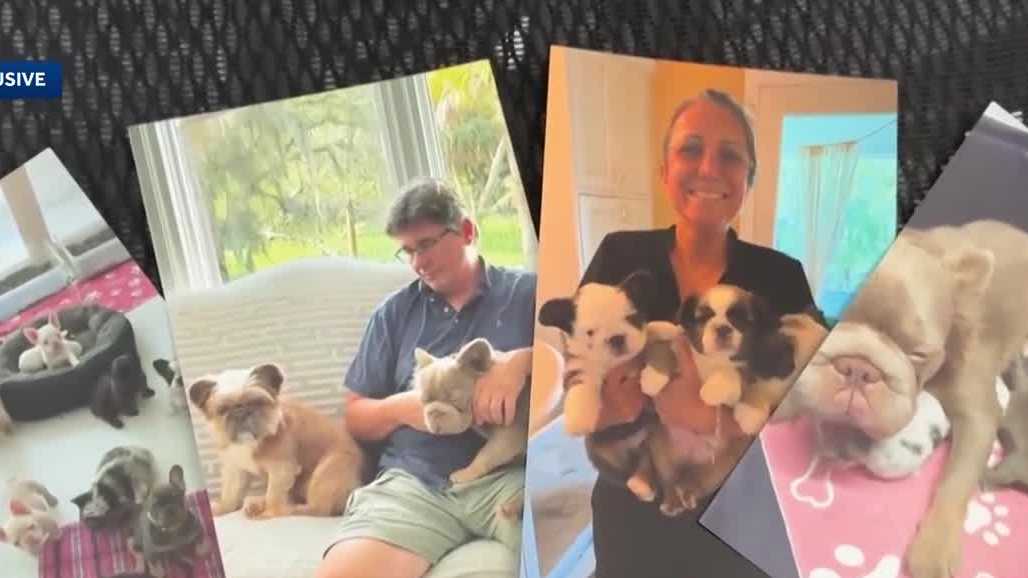 Florida couple fights to reclaim 50 French bulldogs worth $1.2 million