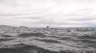 Video: Humpback whale swallows kayaker in Chile