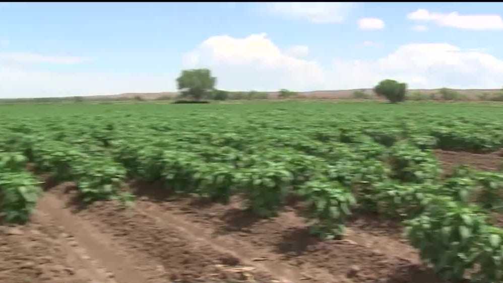 COVID-19 poses challenges on NM chile industry that may impact 2021 season