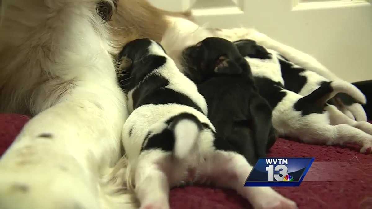 Duffel bag full of puppies found on creek bank in Fultondale(02)
