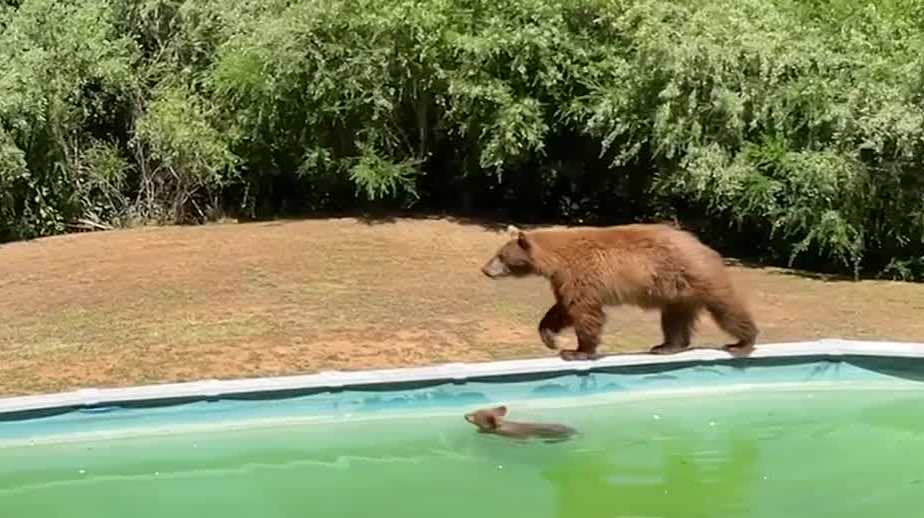 Video shows bear cub get a swimming lesson in California pool