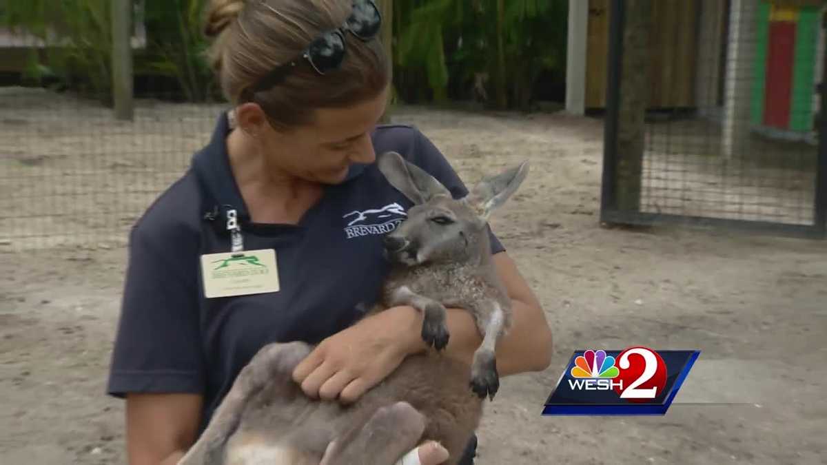 Brevard zookeeper raises abandoned baby kangaroo