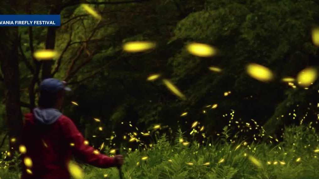 Western Pennsylvania fireflies stun viewers at Allegheny National Forest night displays
