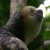 Florida proposes stricter rules for sloth care after deaths at Sloth World