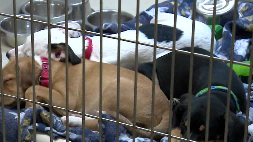 Washington County deputies intercept illegal transport of 47 dogs