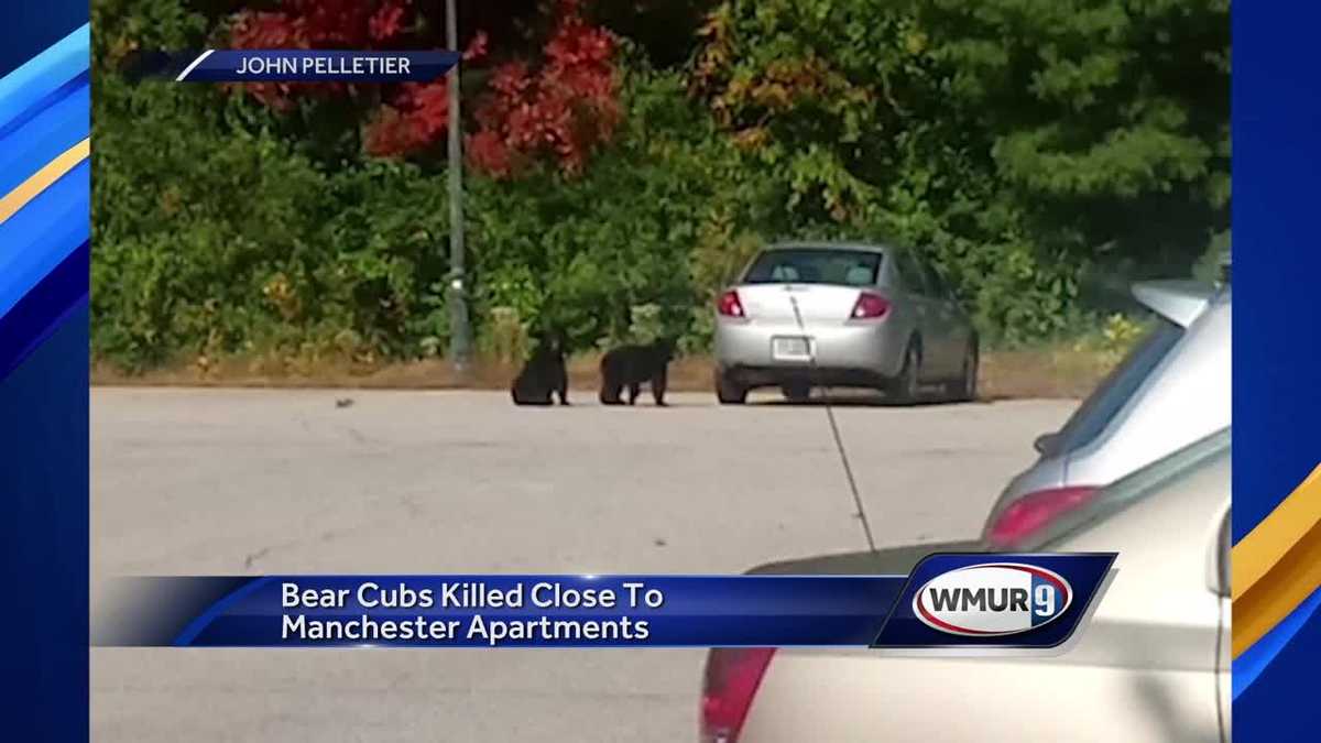 Neighbors question why bear cubs shot, killed near Manchester apartment