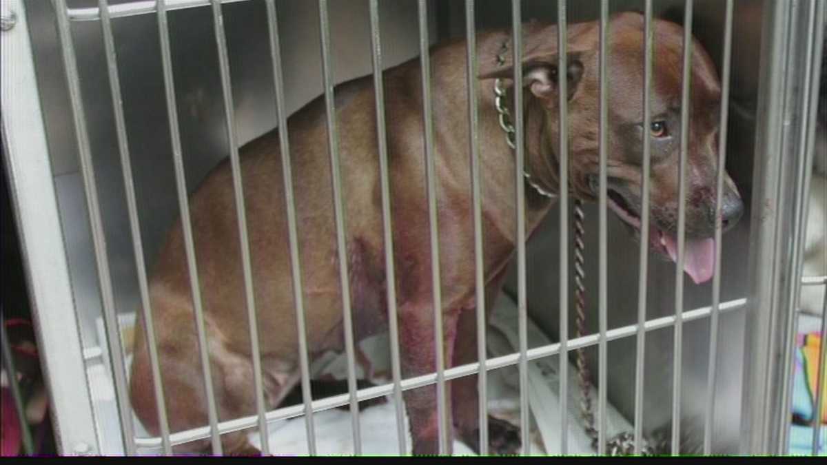 Cudahy Police Try To Figure Out Who Shot Pit Bull, Left It To Die