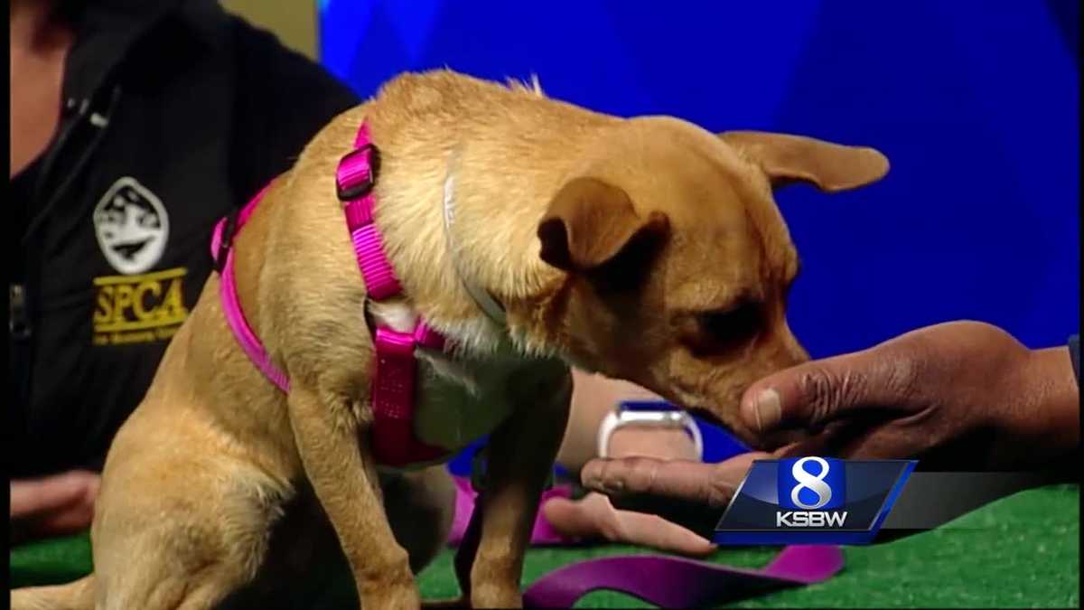 Pet of the Week Snickers the Dog