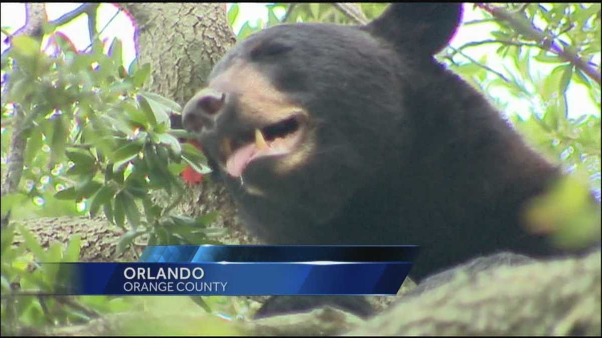 Bear spotted in downtown Orlando