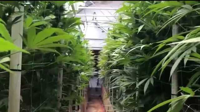 Paradise Distro cannabis dispensary has license revoked - Vimarsana News