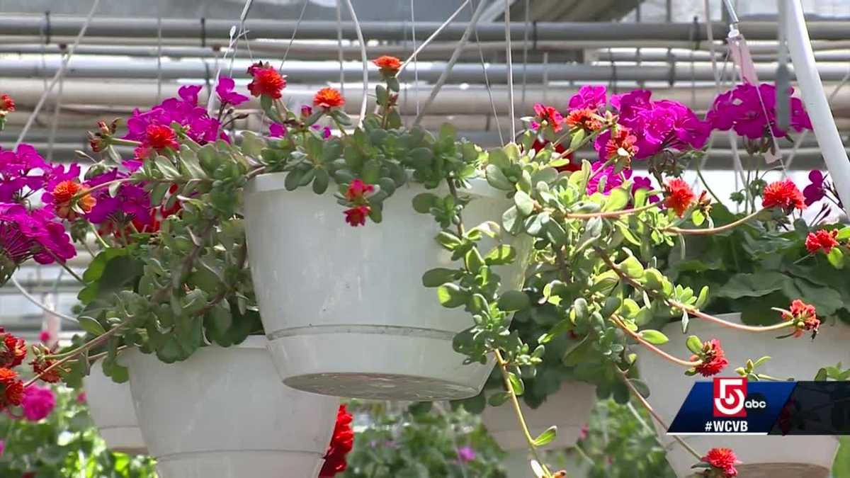 How to protect tender plants from frost in Massachusetts