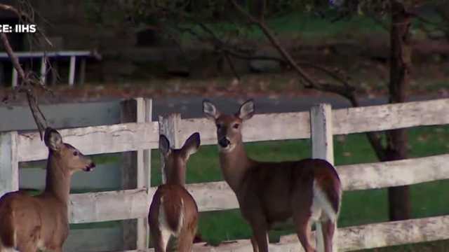 Alabama hunters can donate deer meat to food banks for free - Vimarsana News