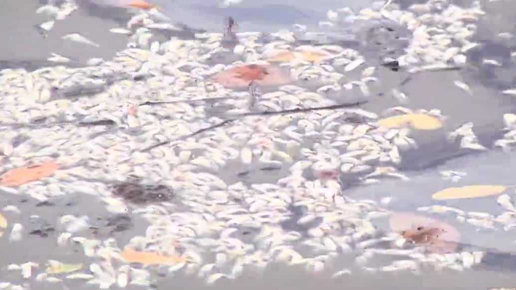 FWC testing for algae following fish kill at Laishley Park Marina in Punta Gorda