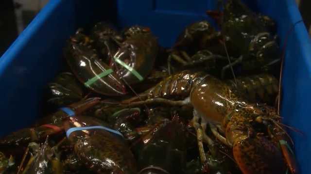 Lawsuit filed in NH challenges new limits on offshore lobster traps - Vimarsana News