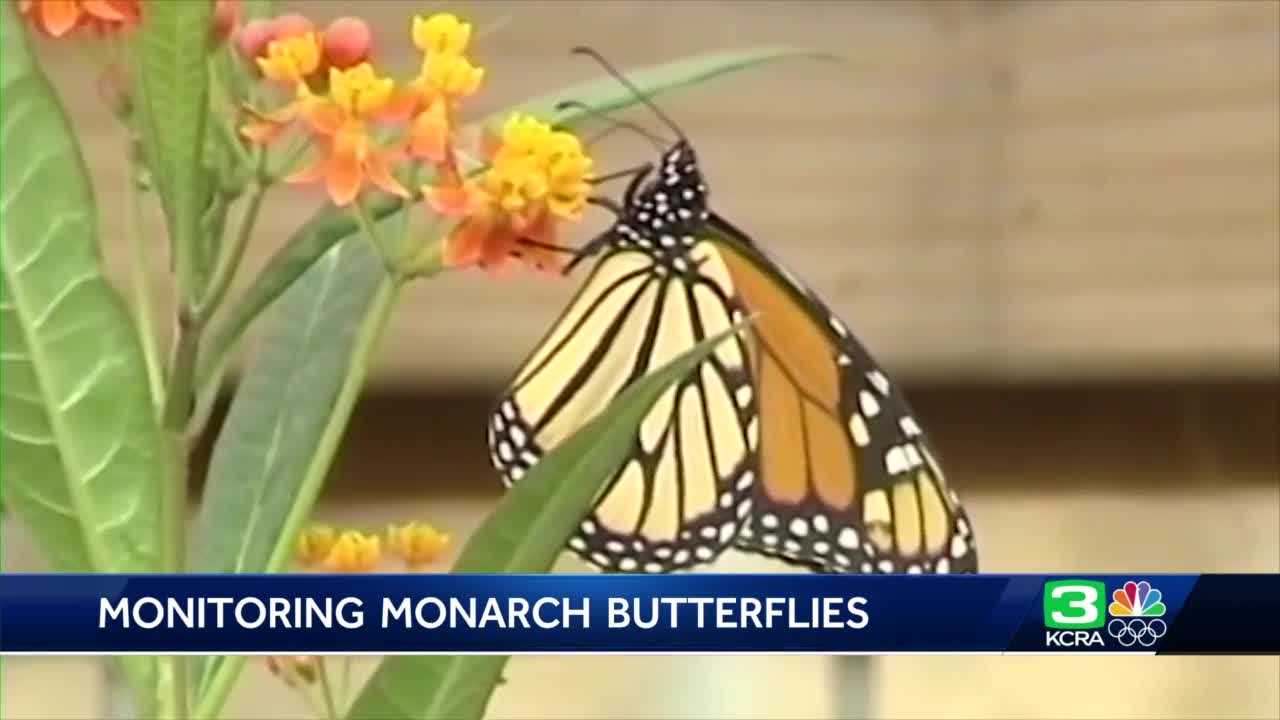 Monarch Butterfly Population On Decline, Public Asked To Help