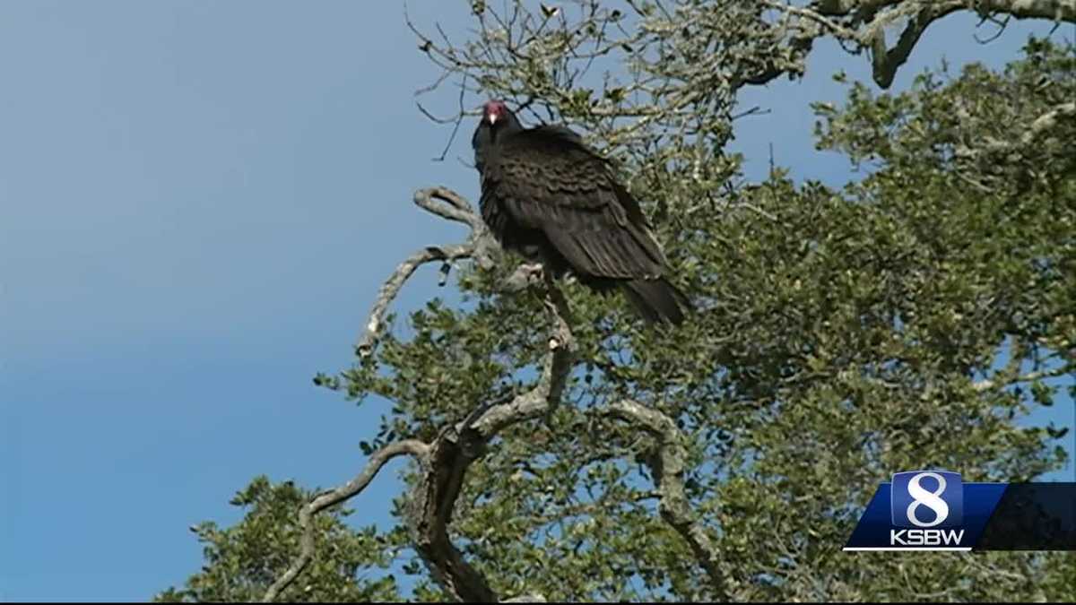 Turkey Vulture released after getting sick from lead poisoning