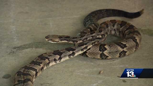 2 Timber rattlesnakes captured in Pinson, 3rd rattler slips away - Vimarsana News