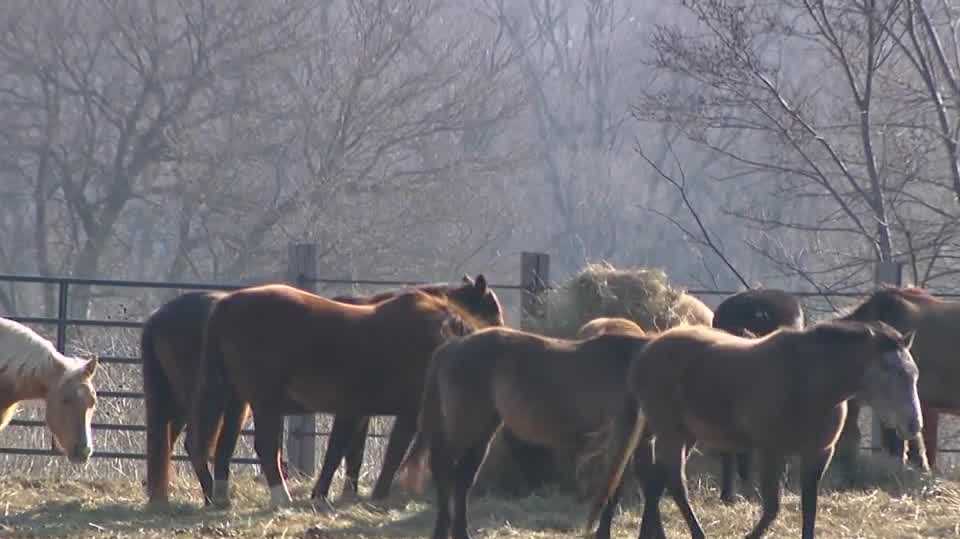 Nebraska veterinarian not criminally charged, auction of horses