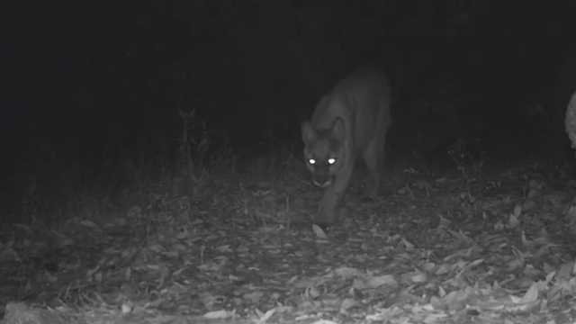 Mountain lion caught on trail camera in California mountains - Vimarsana News