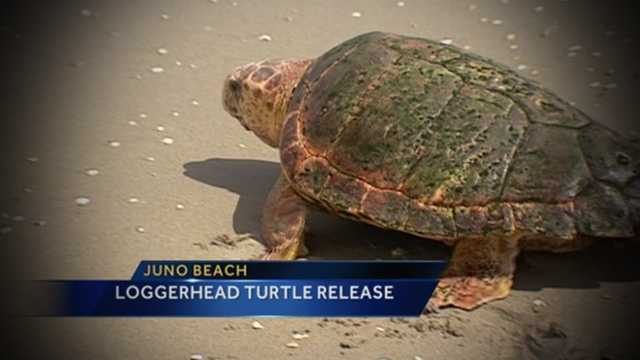 After recovering from injury, loggerhead turtle released back into ...