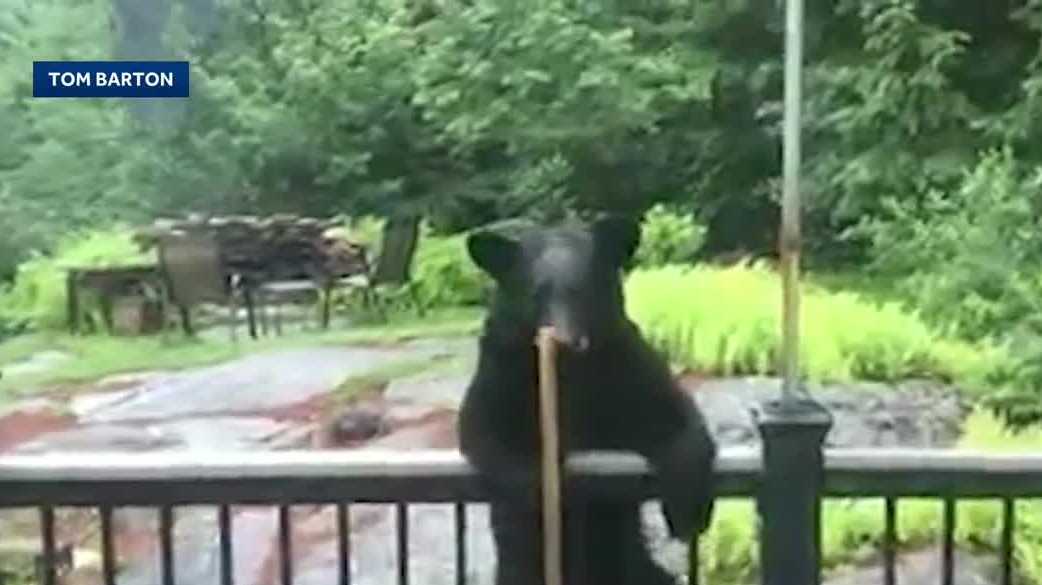 Wildlife sightings up in New Hampshire as bears, bobcats seek food