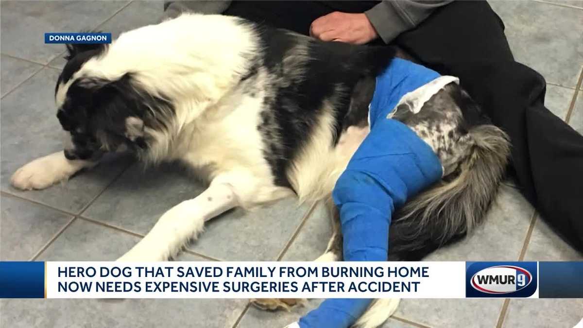 Hero dog that saved couple from fire now needs surgeries after accident