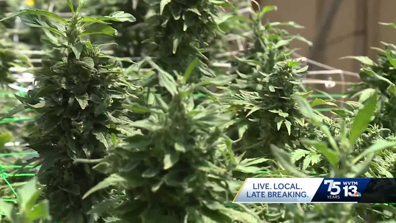 First medical cannabis crop in Alabama ready for harvest - Vimarsana News