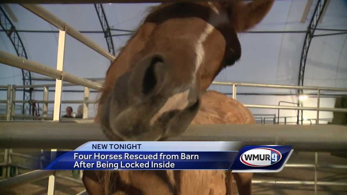 Four horses seized from Deering property