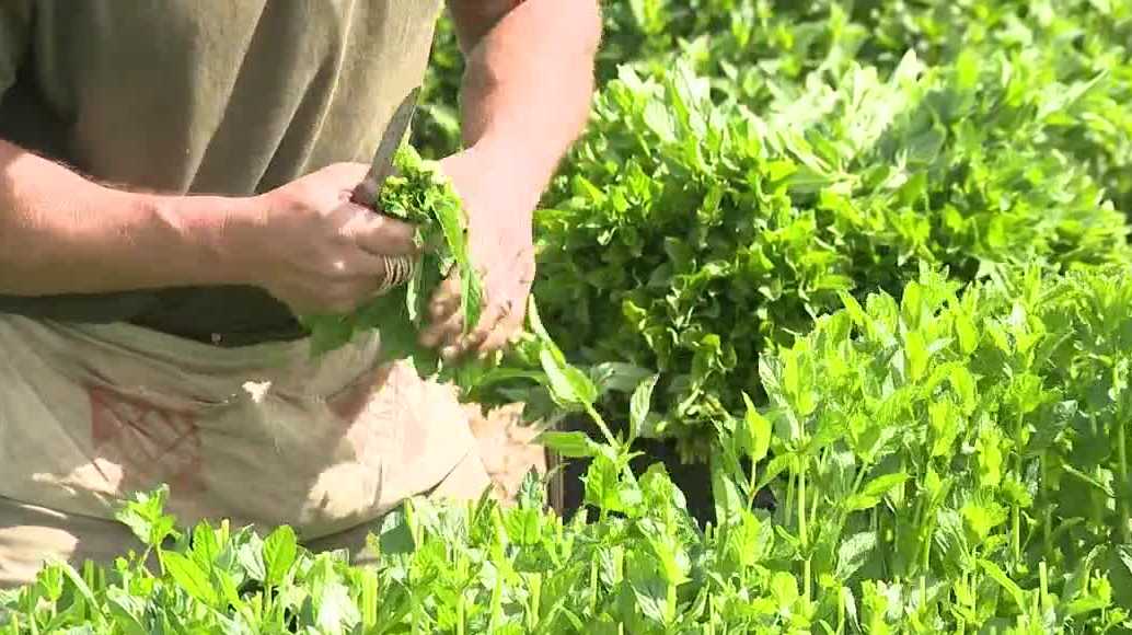 'From Kentucky': The mint behind the Kentucky Derby's signature drink