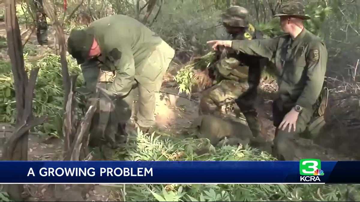 Illegal marijuana grows damaging California’s national forests