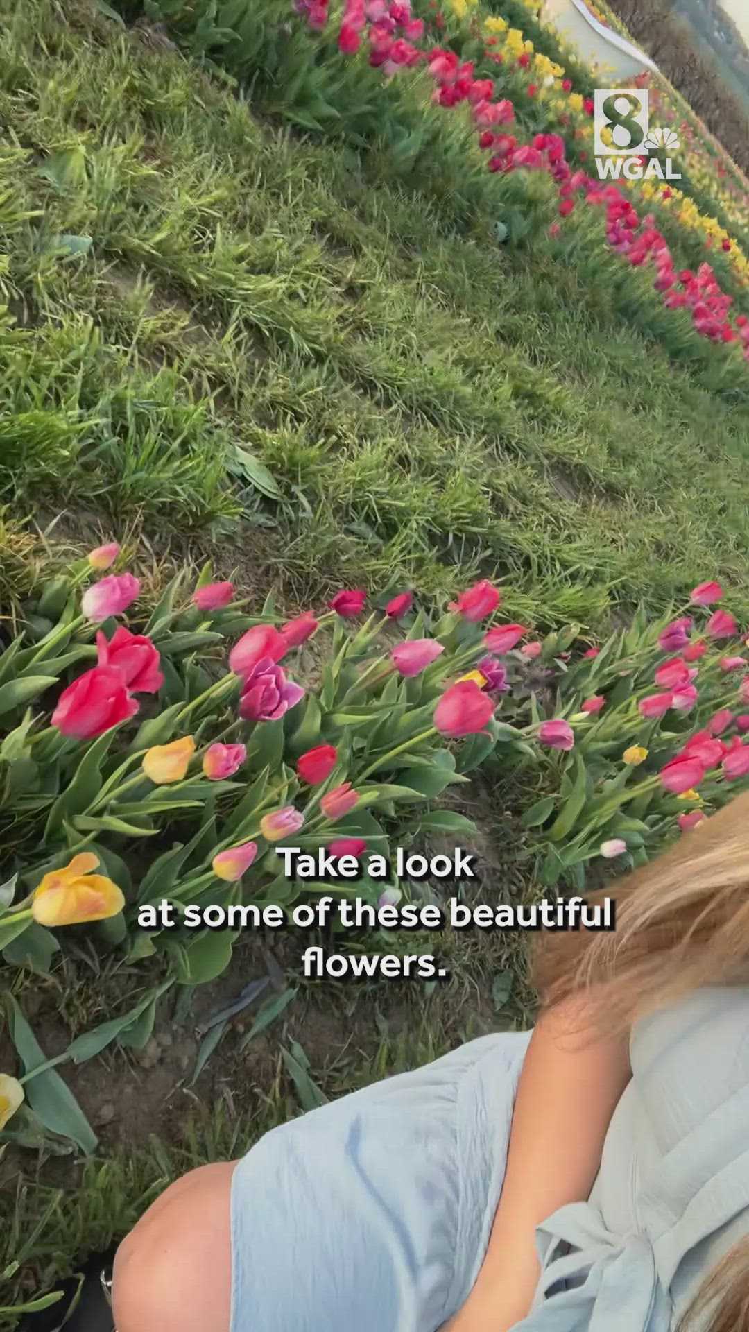 wgal.com - Taylor Hess - 200,000 tulips bloom at Susquehanna Valley farm